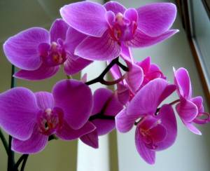 Orchidaceae_300x244