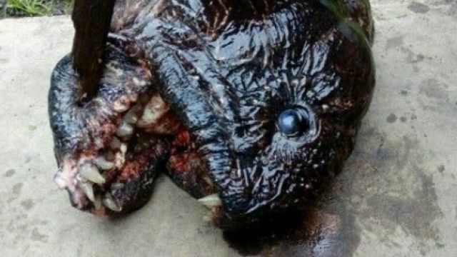 У Татарстані зловили жахливу рибу-мутанта