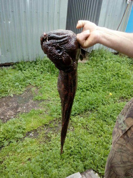 У Татарстані зловили страхітливу рибу-мутанта
