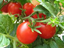 chto-uchest-pri-vyrashhivanii-tomatov